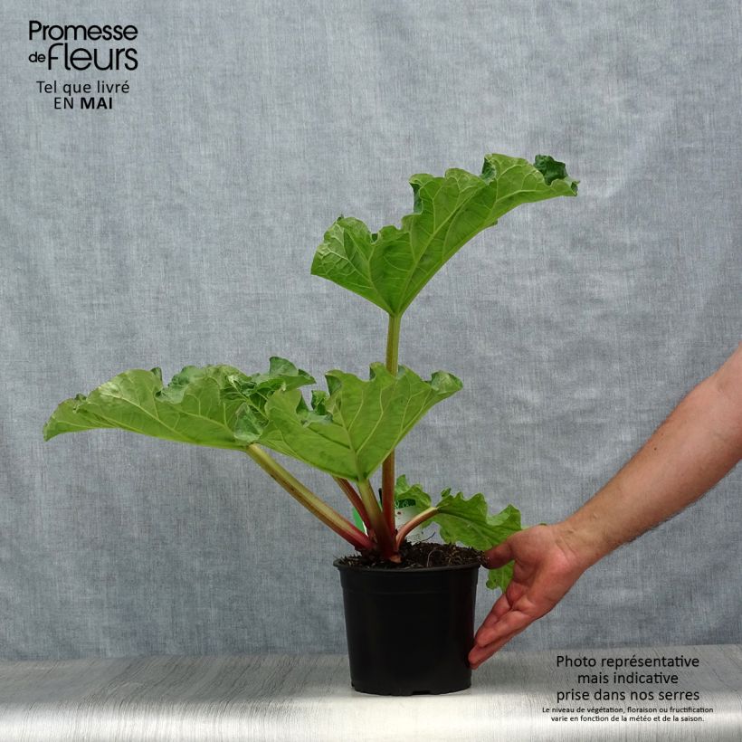Spécimen de Rhubarbe Valentine Pot de 2L/3L tel que livré au printemps