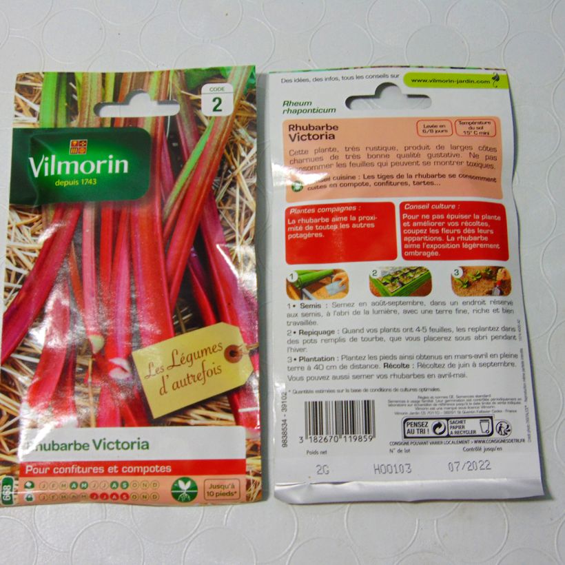 Exemple de spécimen de Rhubarbe Victoria - Vilmorin Graines tel que livré