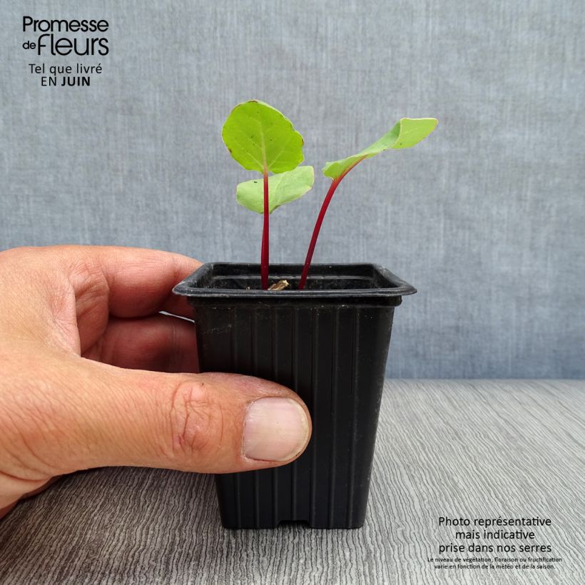 Spécimen de Rhubarbe à côte BIO - Rhubarbe des Jardins Godet de 8/9 cm tel que livré en été
