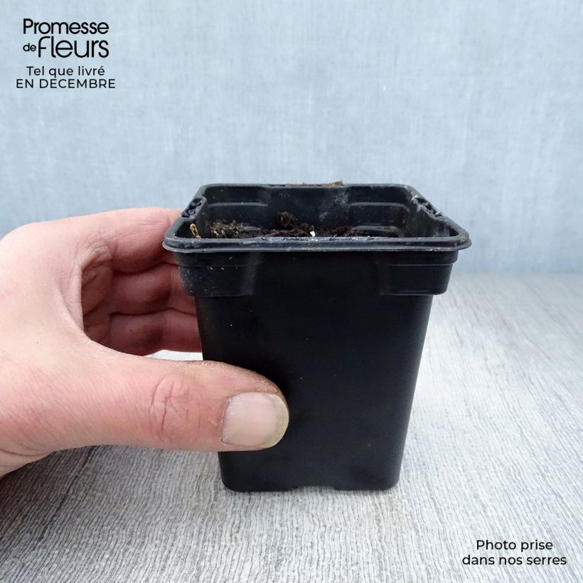 Spécimen de Rhubarbe à côte BIO - Rhubarbe des Jardins tel que livré en hiver