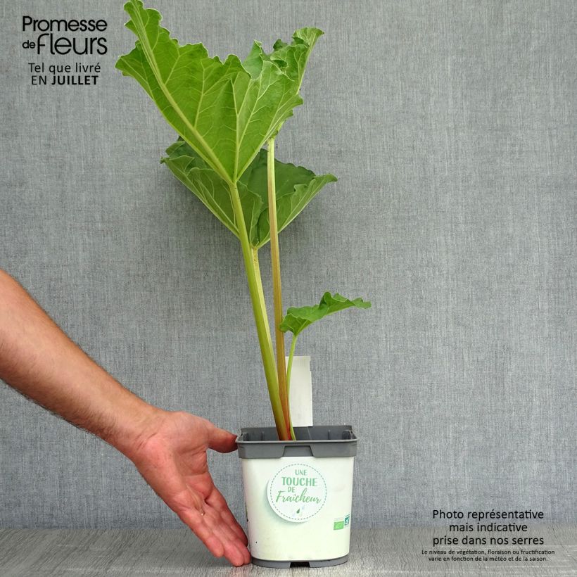 Spécimen de Rhubarbe à côte BIO - Rhubarbe des Jardins Pot de 1L/1,5L tel que livré en été