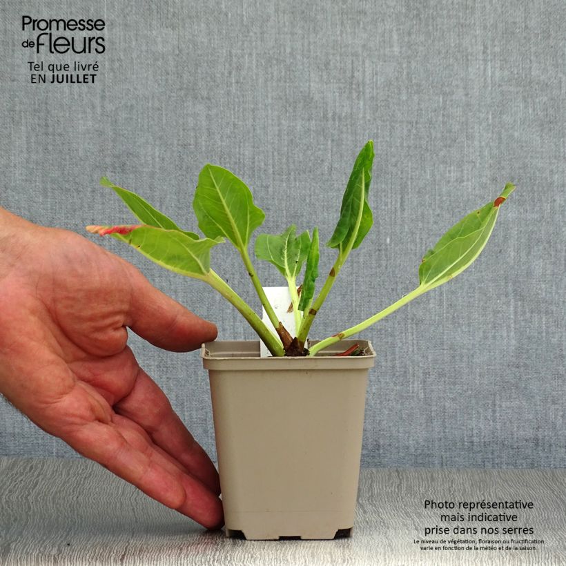 Spécimen de Rhubarbe décorative - Rheum alexandrae Godet de 8/9 cm tel que livré en été