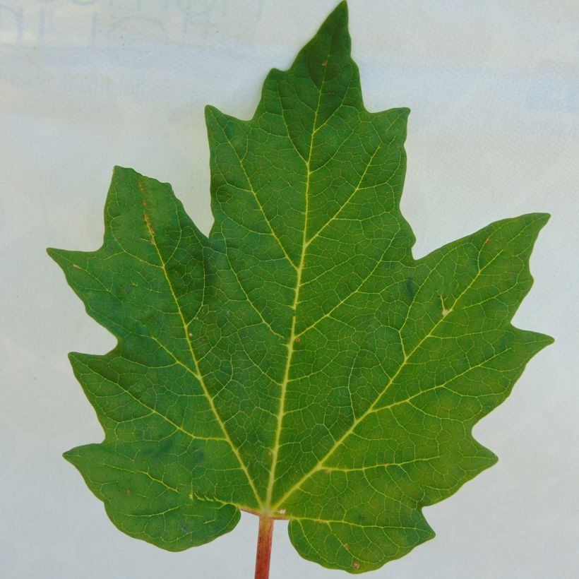 Rhubarbe palmée - Rheum palmatum var. tanguticum (Feuillage)