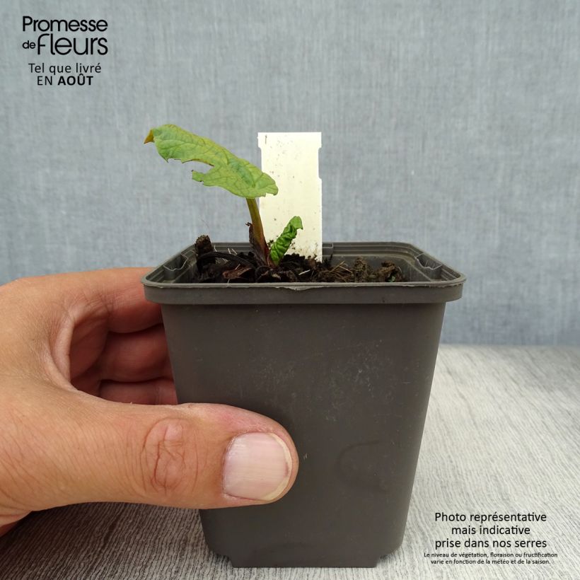 Spécimen de Rhubarbe palmée - Rheum palmatum var. tanguticum Godet de 8/9 cm tel que livré en été