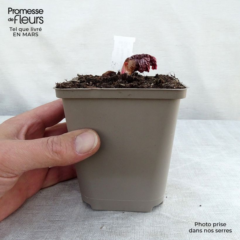 Spécimen de Rhubarbe palmée - Rheum palmatum var. tanguticum Godet de 9cm tel que livré au printemps