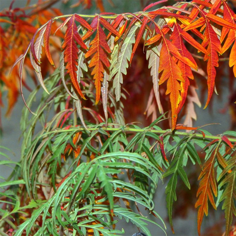 Sumac lacinié - Rhus glabra Laciniata (Feuillage)