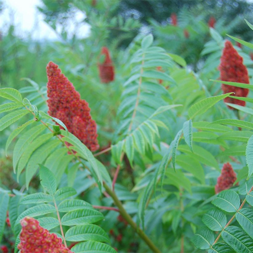 Sumac lacinié - Rhus glabra Laciniata (Floraison)