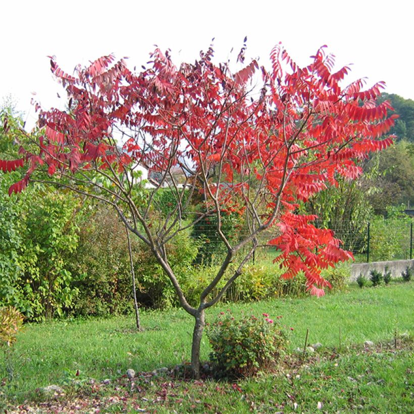 Sumac lacinié - Rhus glabra Laciniata (Port)