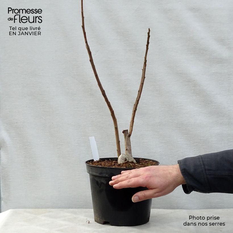 Spécimen de Sumac de Virginie - Rhus typhina tel que livré en hiver
