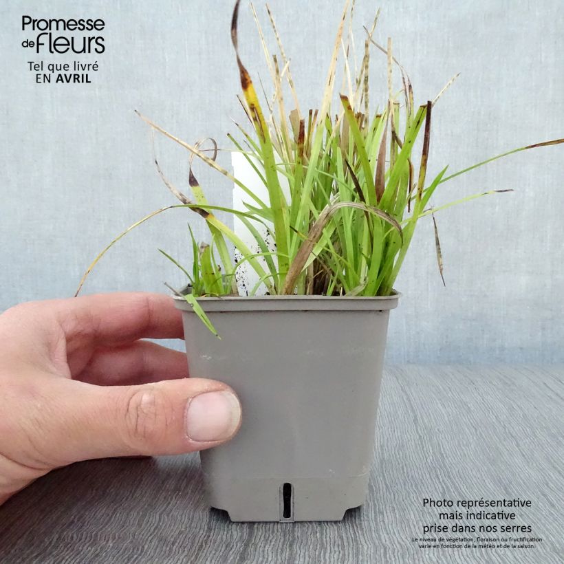 Spécimen de Rhynchospora colorata - Danseuse Etoile - Godet de 9cm tel que livré au printemps