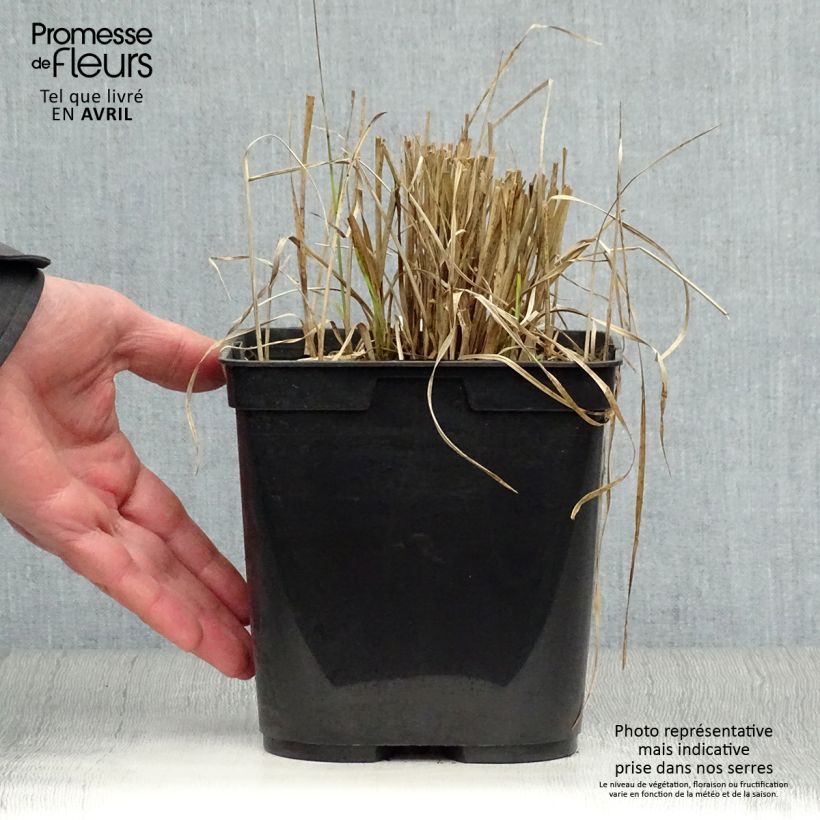 Spécimen de Rhynchospora colorata - Danseuse Etoile - Pot de 2L/3L tel que livré au printemps