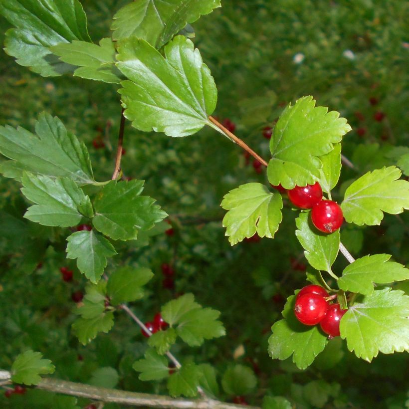 Ribes alpinum - Groseillier des Alpes. (Feuillage)