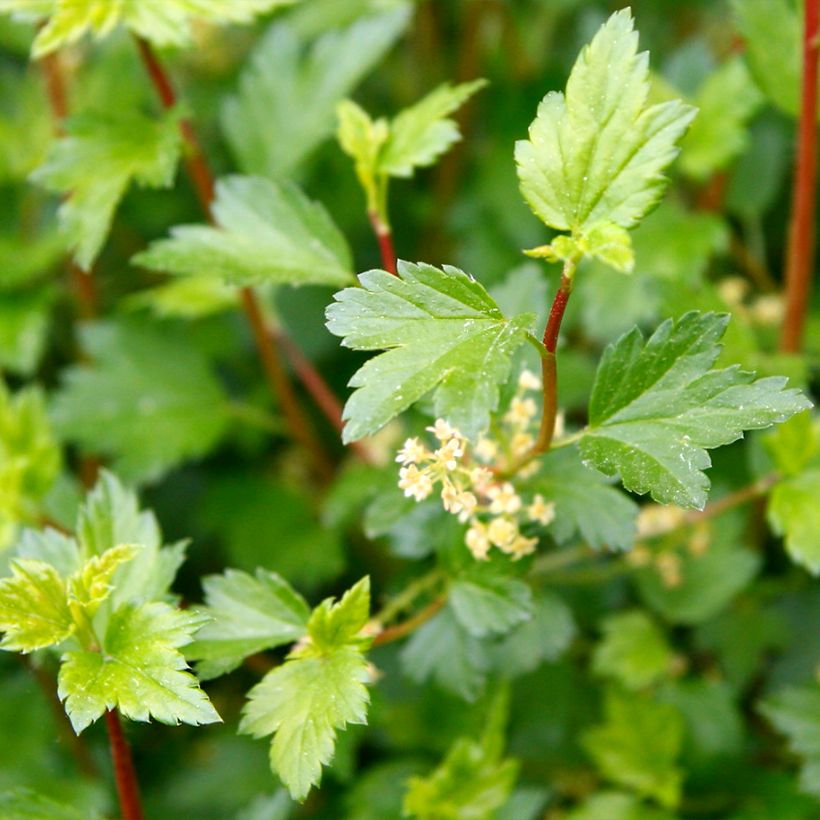 Ribes alpinum Schmidt - Groseiller des Alpes (Feuillage)