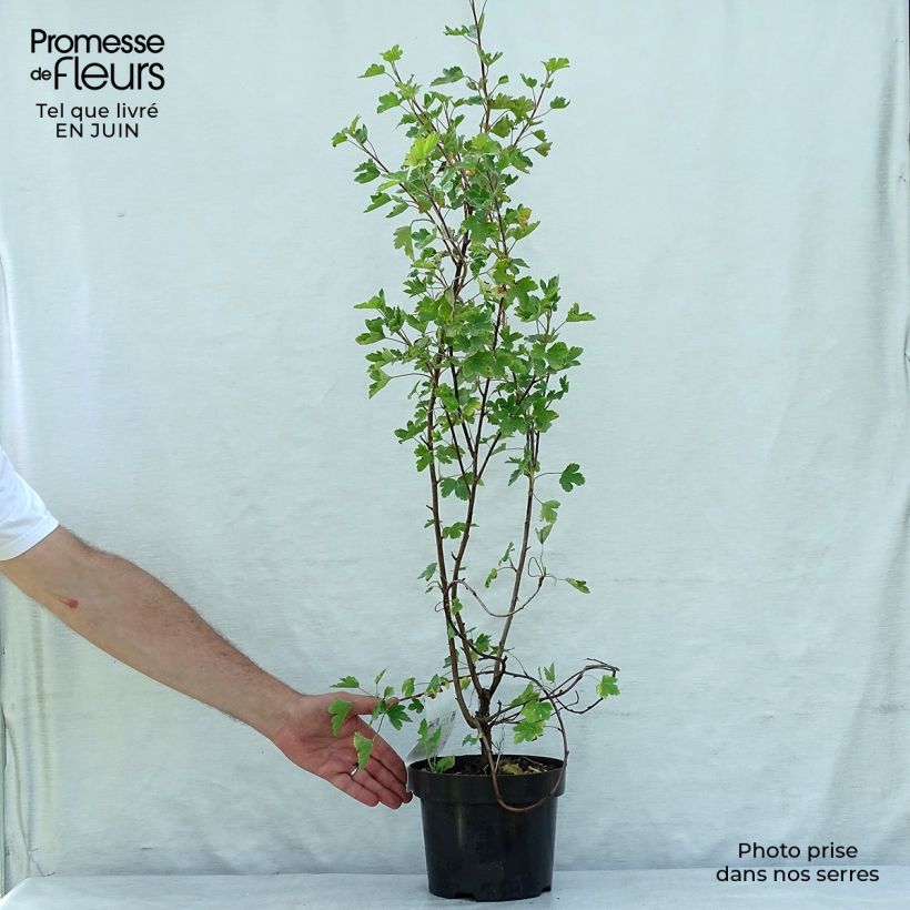 Spécimen de Ribes gordonianum - Groseillier de Gordon Pot de 3L/4L tel que livré en été