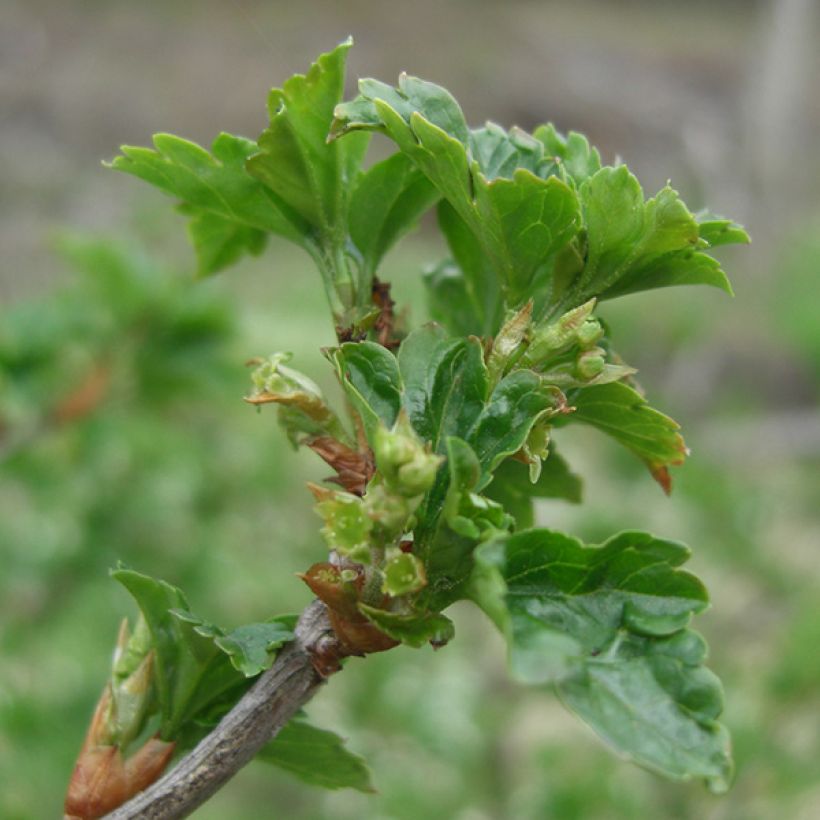 Cassissier Andega (autofertile) (Feuillage)