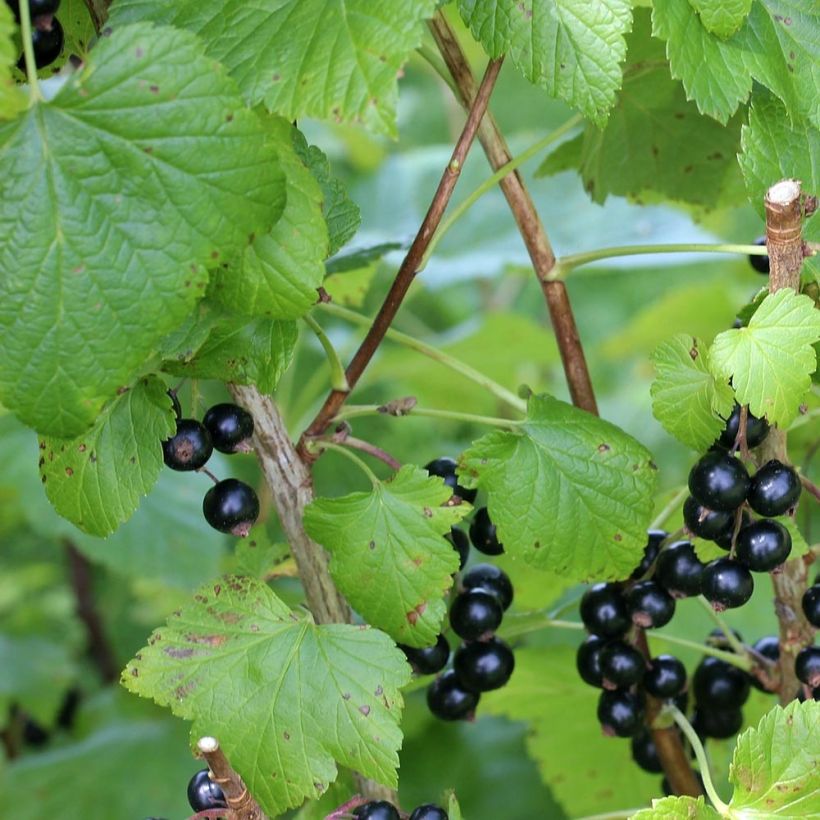 Cassissier Little Black Sugar (Feuillage)