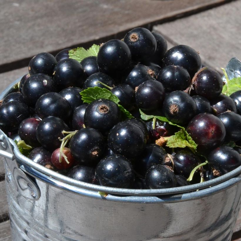 Cassissier Little Black Sugar (Récolte)