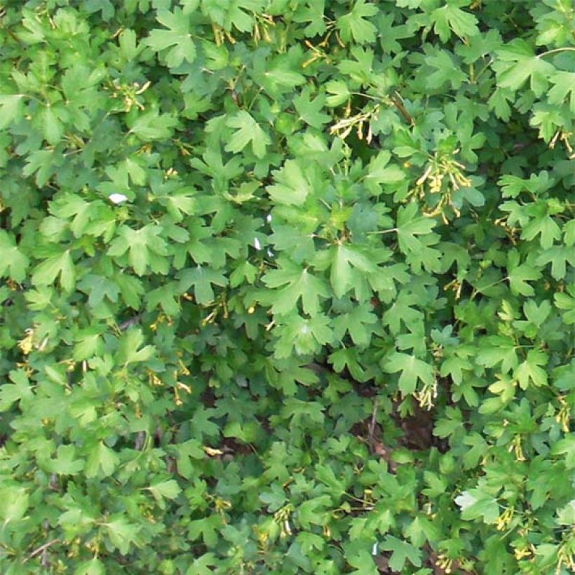 Ribes odoratum - Groseillier doré (Feuillage)