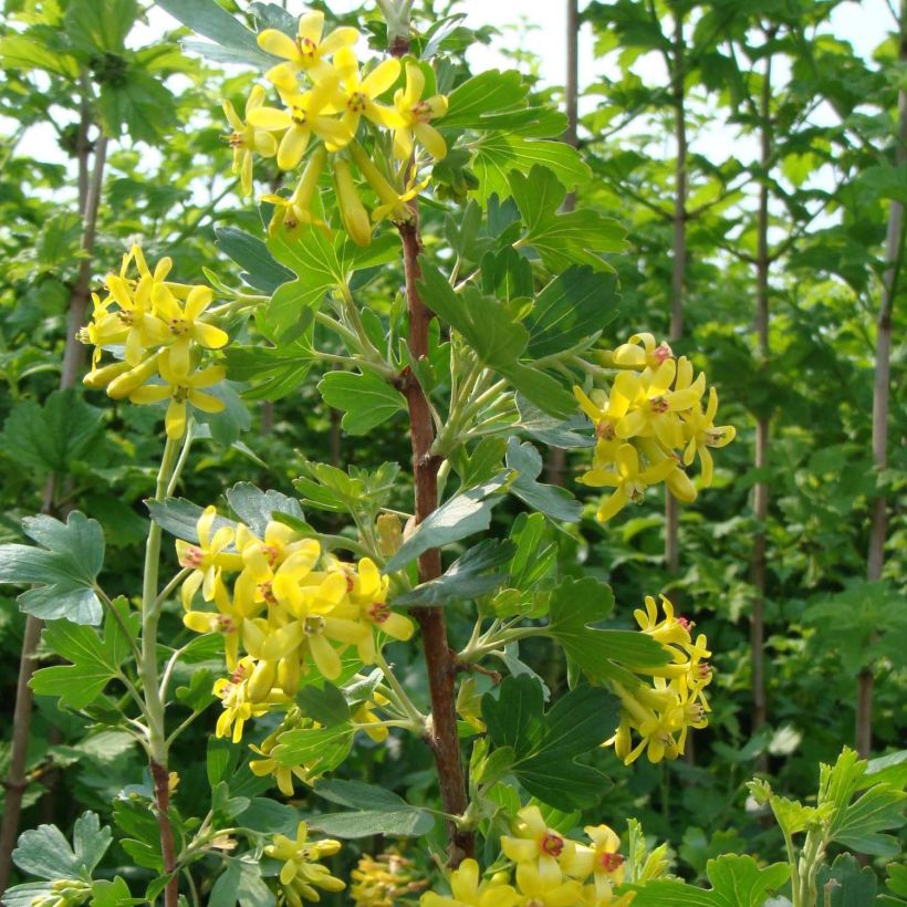 Ribes odoratum - Groseillier doré (Floraison)