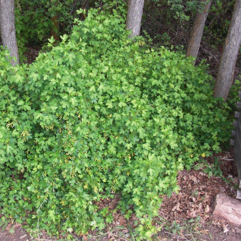 Ribes odoratum - Groseillier doré (Port)