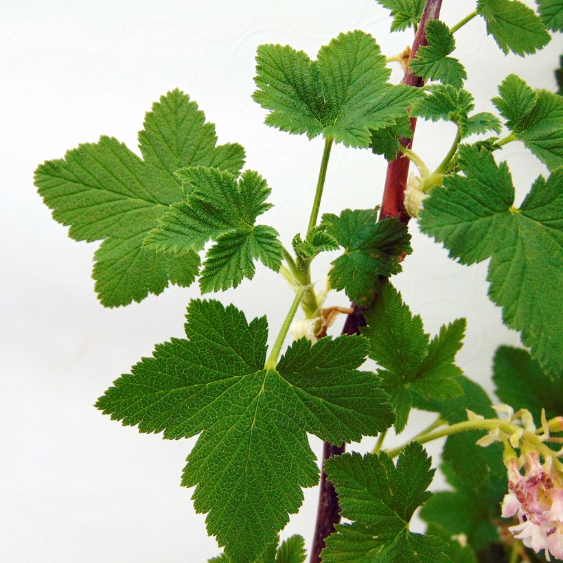 Ribes sanguineum - Cassis-fleur (Feuillage)