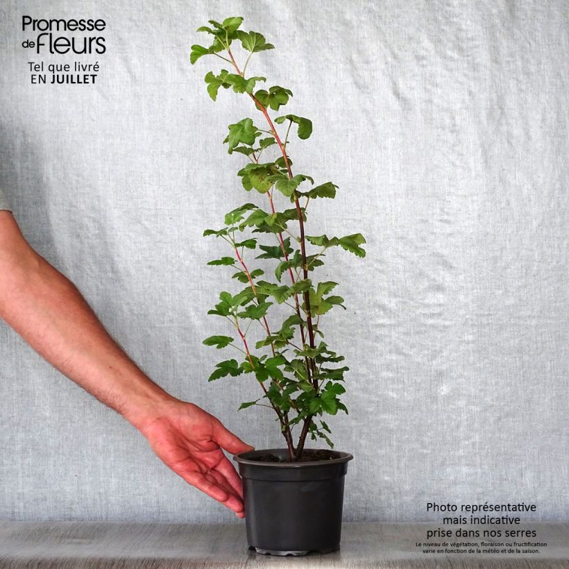 Spécimen de Ribes sanguineum - Cassis-fleur Pot de 3L/4L tel que livré en été