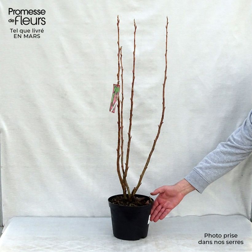 Spécimen de Ribes sanguineum - Cassis-fleur en pot de 3L/4L tel que livré au printemps