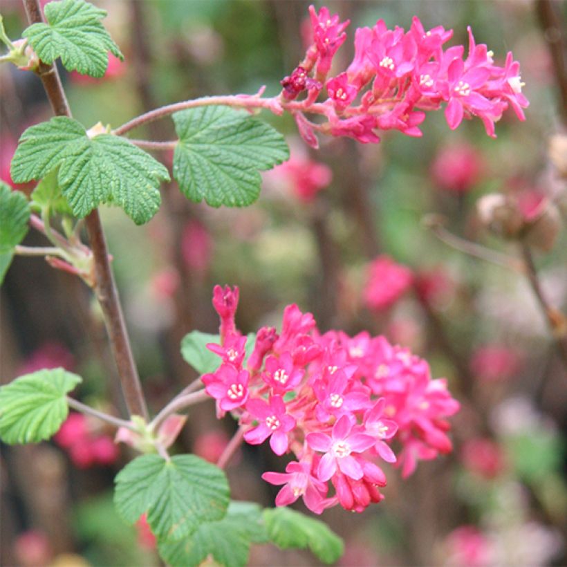 Ribes sanguineum King Edward VII - Groseiller à fleurs  (Floraison)