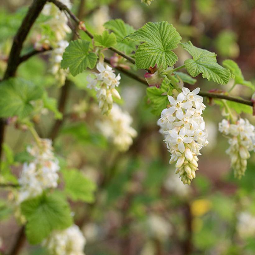 Ribes sanguineum White Icicle - Groseillier à fleurs blanches (Floraison)