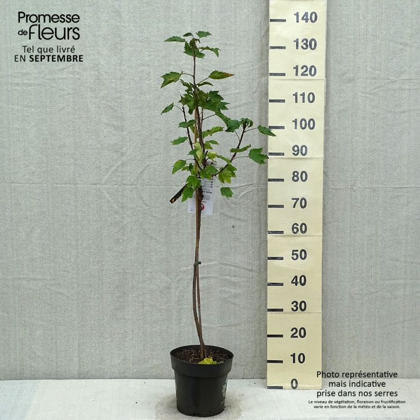 Spécimen de Groseillier à grappes blanches Weisse aus Jüterbog Pot de 6L/7L, Tige de 40 cm tel que livré en automne