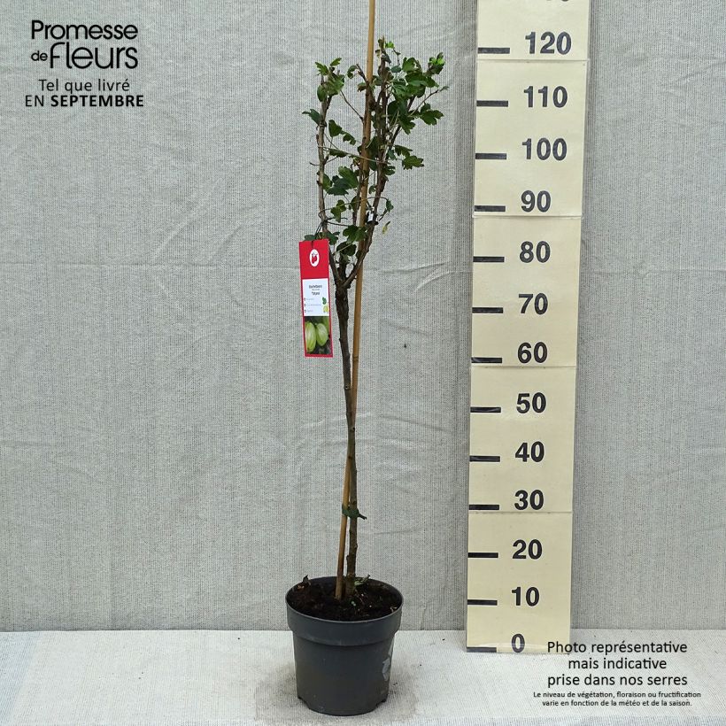 Spécimen de Groseillier à maquereaux Tatjana - Ribes uva-crispa Pot de 6L/7L, Tige de 40 cm tel que livré en automne