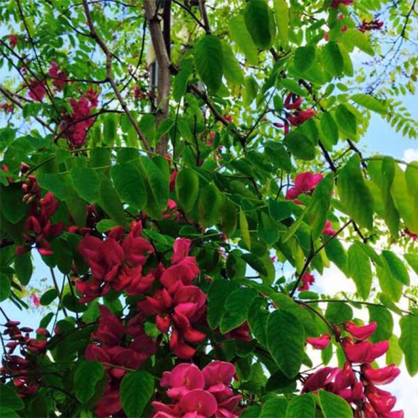 Robinia pseudoacacia Casque Rouge - Robinier faux acacia  (Feuillage)