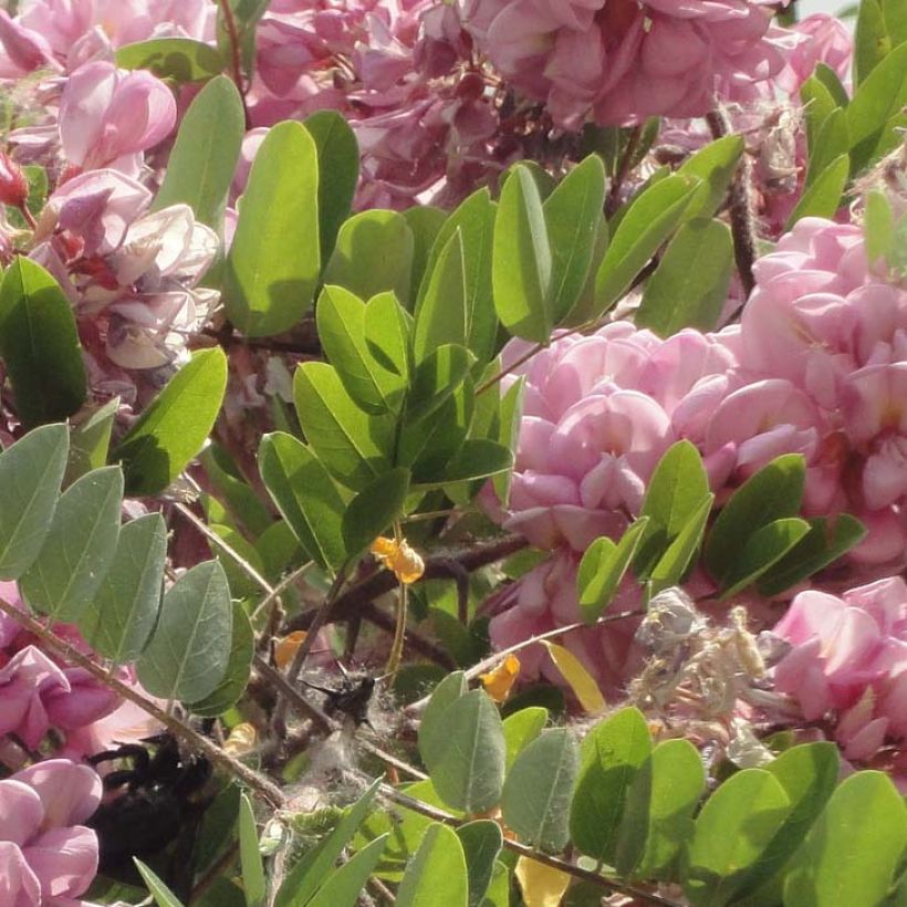 Robinia hispida Rosea - Acacia rose. (Feuillage)