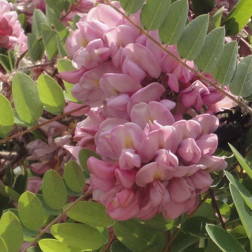 Robinia hispida Rosea - Acacia rose. (Floraison)