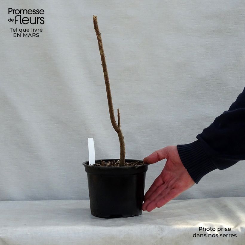 Spécimen de Robinia pseudoacacia - Faux-acacia en pot de 2L/3L tel que livré au printemps