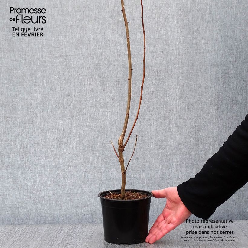 Spécimen de Robinia pseudoacacia - Faux-acacia Pot de 2L/3L tel que livré en hiver