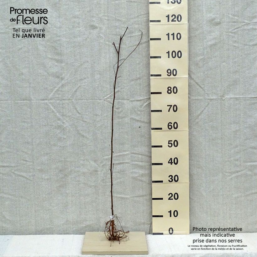 Spécimen de Robinia pseudoacacia - Faux-acacia tel que livré en hiver
