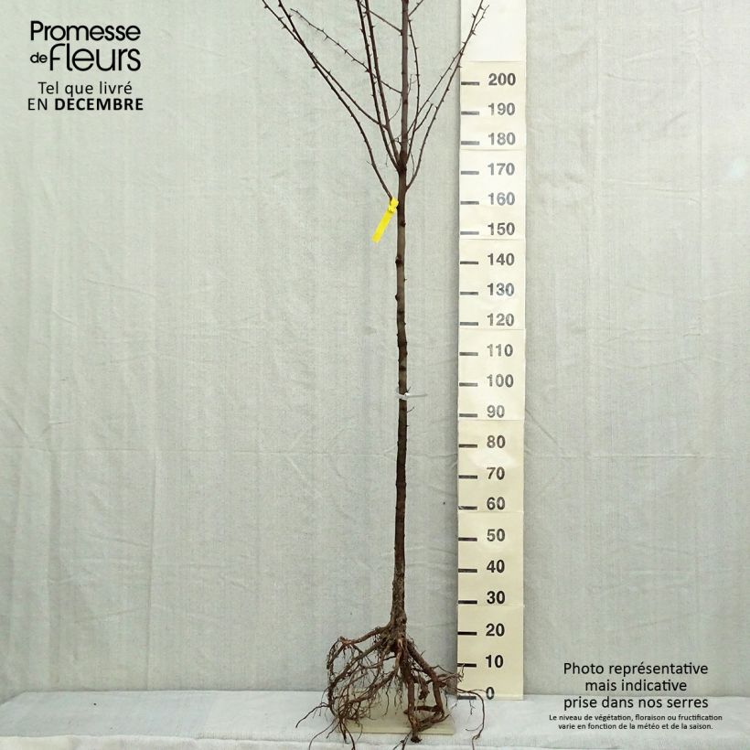Spécimen de Robinia pseudoacacia - Faux-acacia tel que livré en hiver