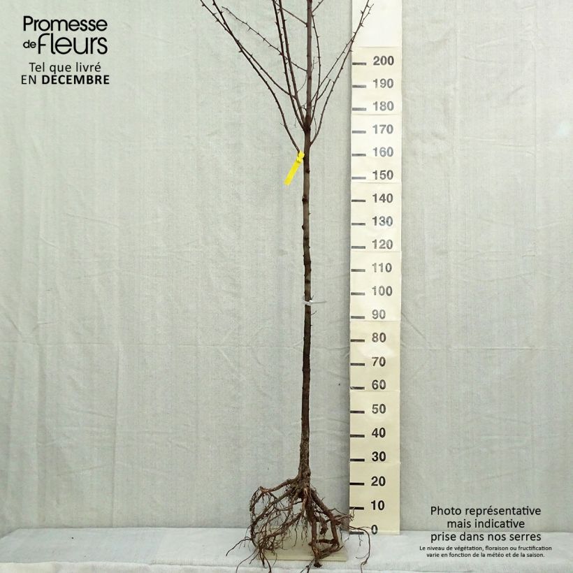 Spécimen de Robinia pseudoacacia - Faux-acacia en racines nues tige 6/8 tel que livré en hiver