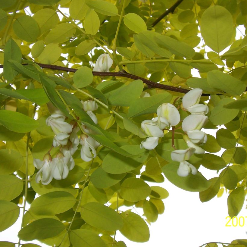 Robinia pseudoacacia Frisia - Robinier doré  (Feuillage)