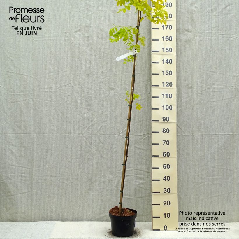 Spécimen de Robinia pseudoacacia Frisia - Robinier doré en pot de 4/5L  tel que livré au printemps