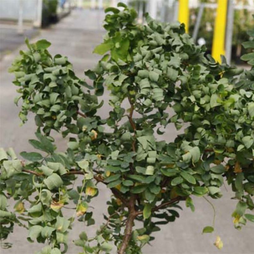 Robinia pseudoacacia Twisty Baby - Acacia nain tortueux. (Feuillage)