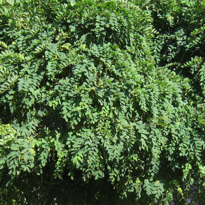 Robinia pseudoacacia Umbraculifera - Acacia boule. (Feuillage)