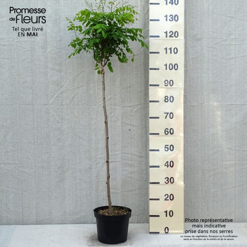 Spécimen de Robinia pseudoacacia Umbraculifera - Acacia boule. Pot de 4L/5L tel que livré au printemps