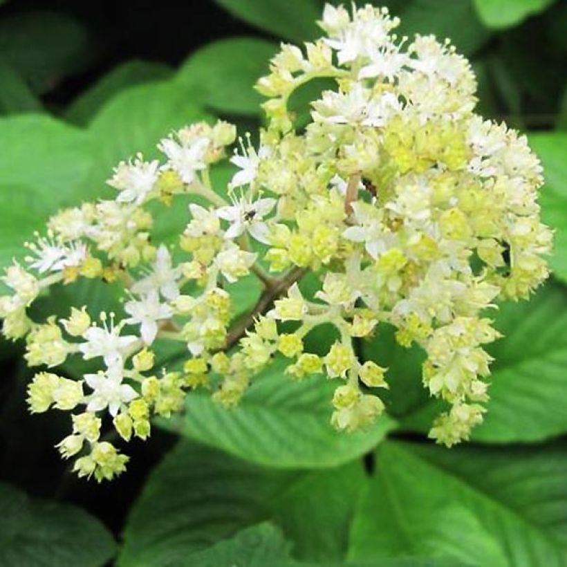 Rodgersia La Blanche - Rodgersia La Blanche (Floraison)