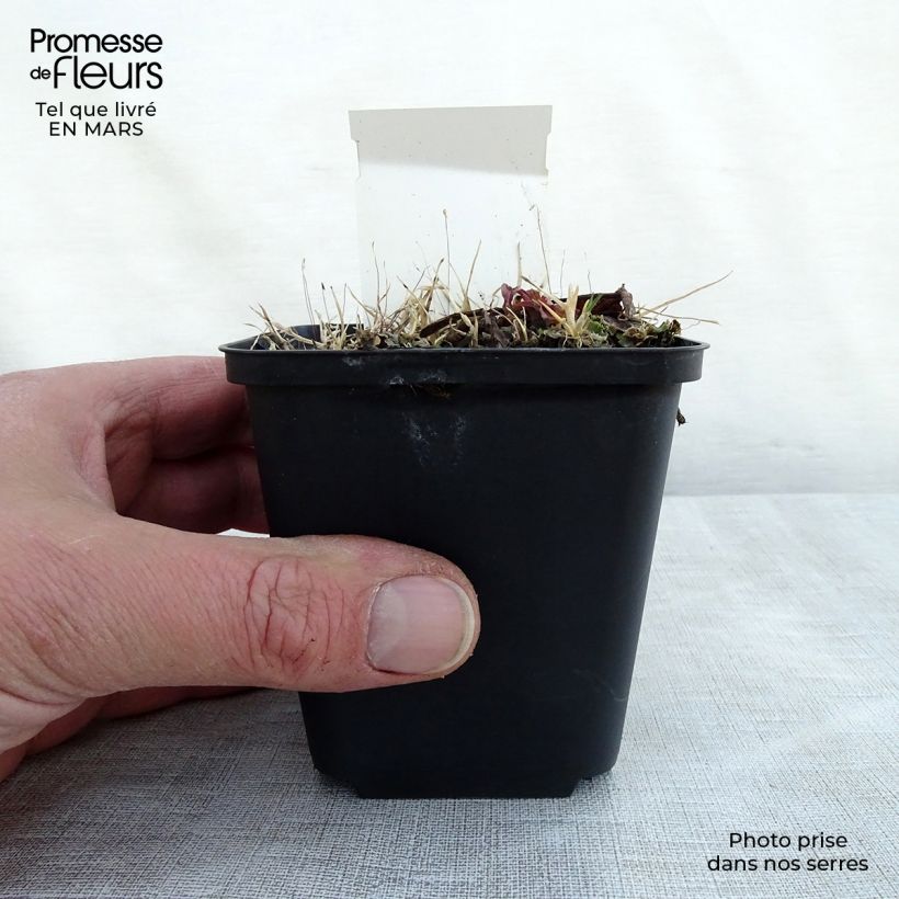 Spécimen de Rodgersia La Blanche - Rodgersia La Blanche Godet de 9cm tel que livré au printemps