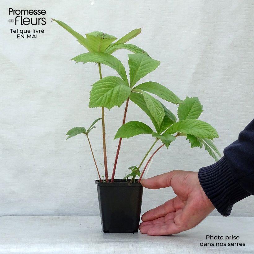 Spécimen de Rodgersia aesculifolia Godet de 9cm tel que livré au printemps