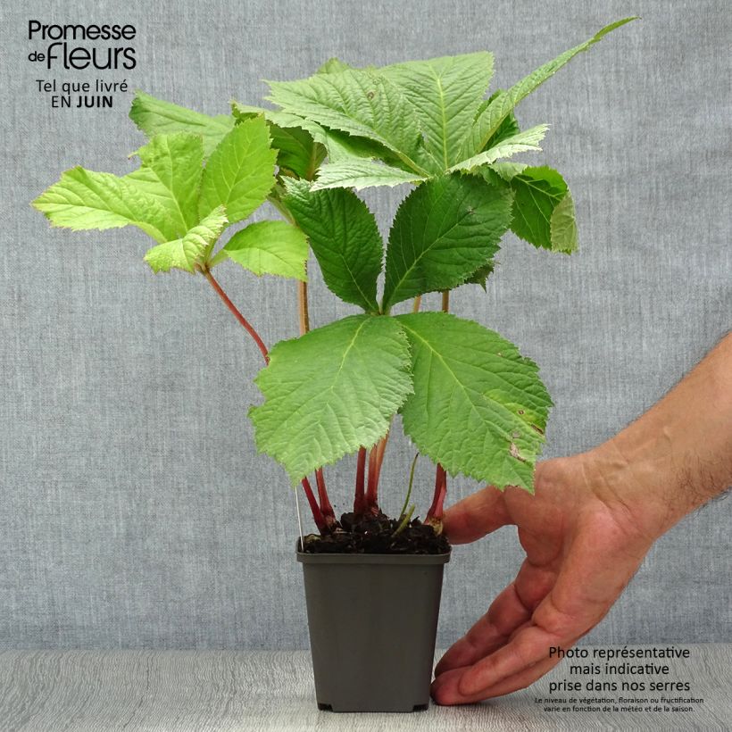 Spécimen de Rodgersia aesculifolia Godet de 8/9 cm tel que livré en été
