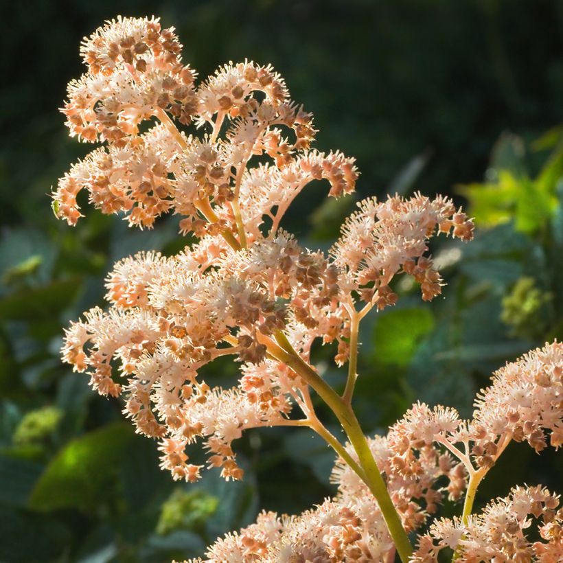 Rodgersia aesculifolia (Floraison)