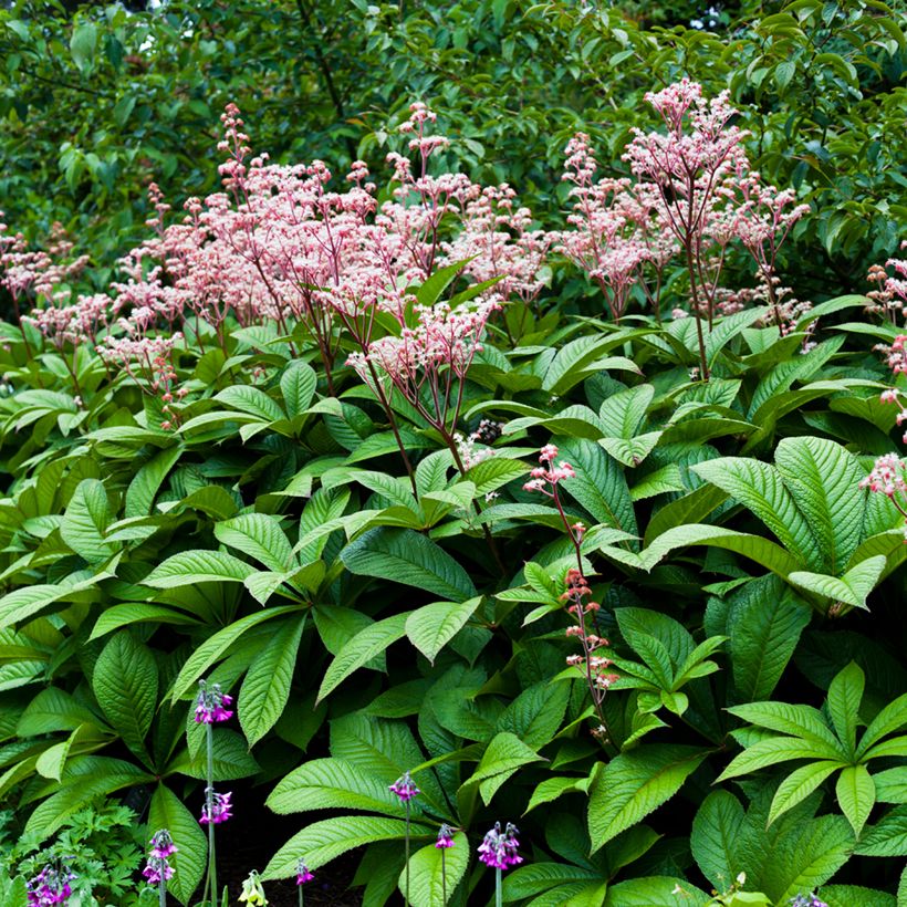 Rodgersia aesculifolia (Port)